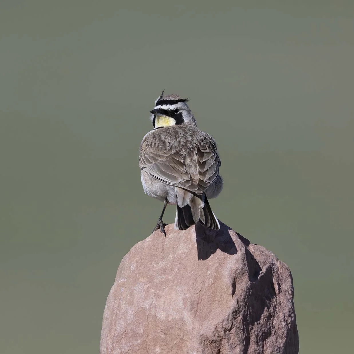 Horned_Lark_Z095301.JPG