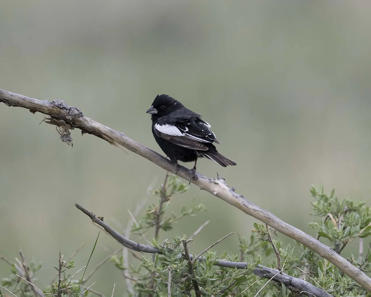 Pawnee Grasslands, Colorado   May 15, 2025