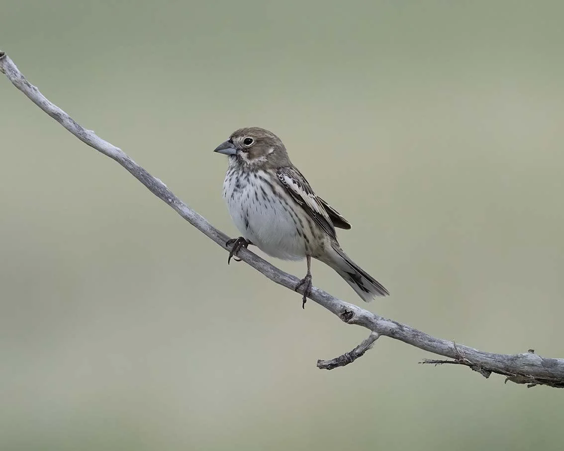 Lark_Bunting_Z092568.JPG