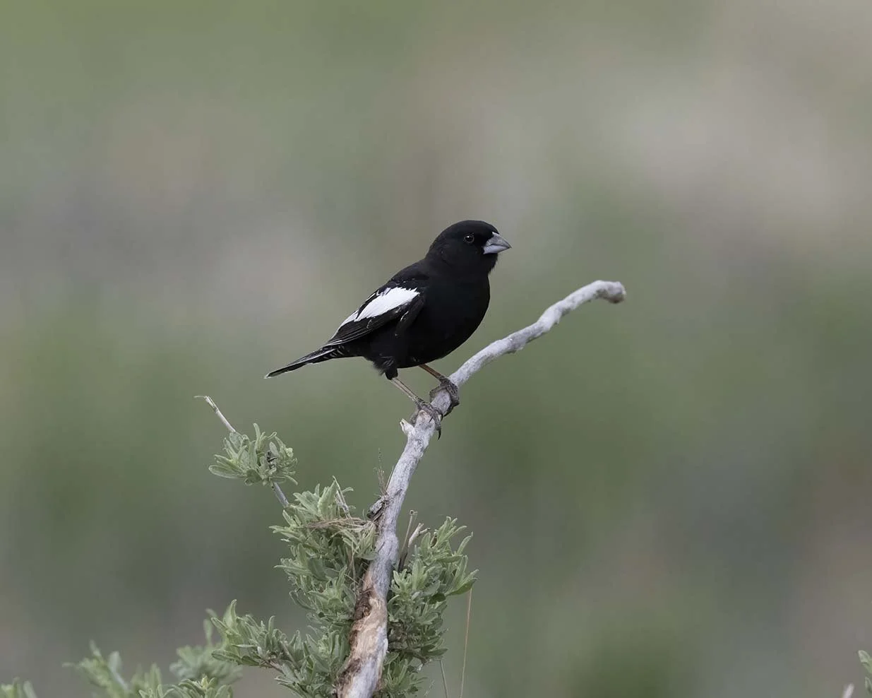 Lark_Bunting_Z092830.JPG