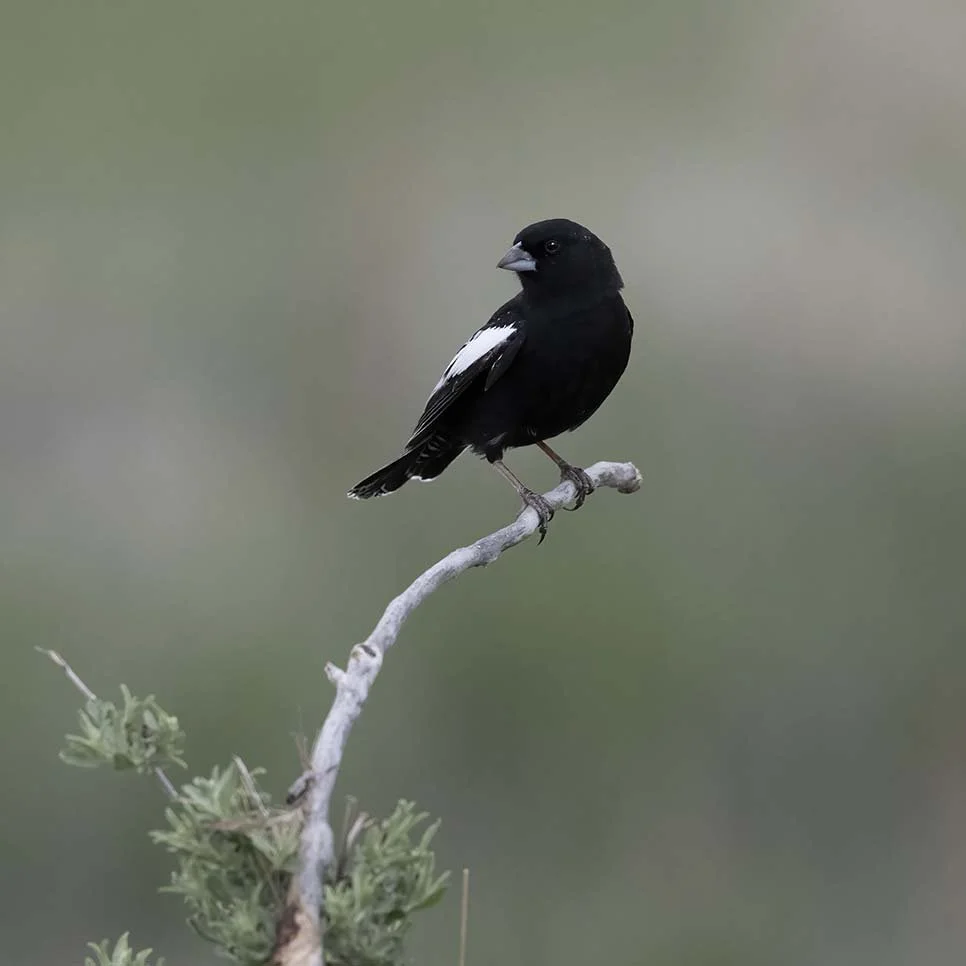 Lark_Bunting_Z092880.JPG