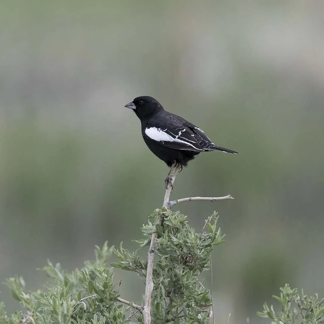 Lark_Bunting_Z092969.JPG