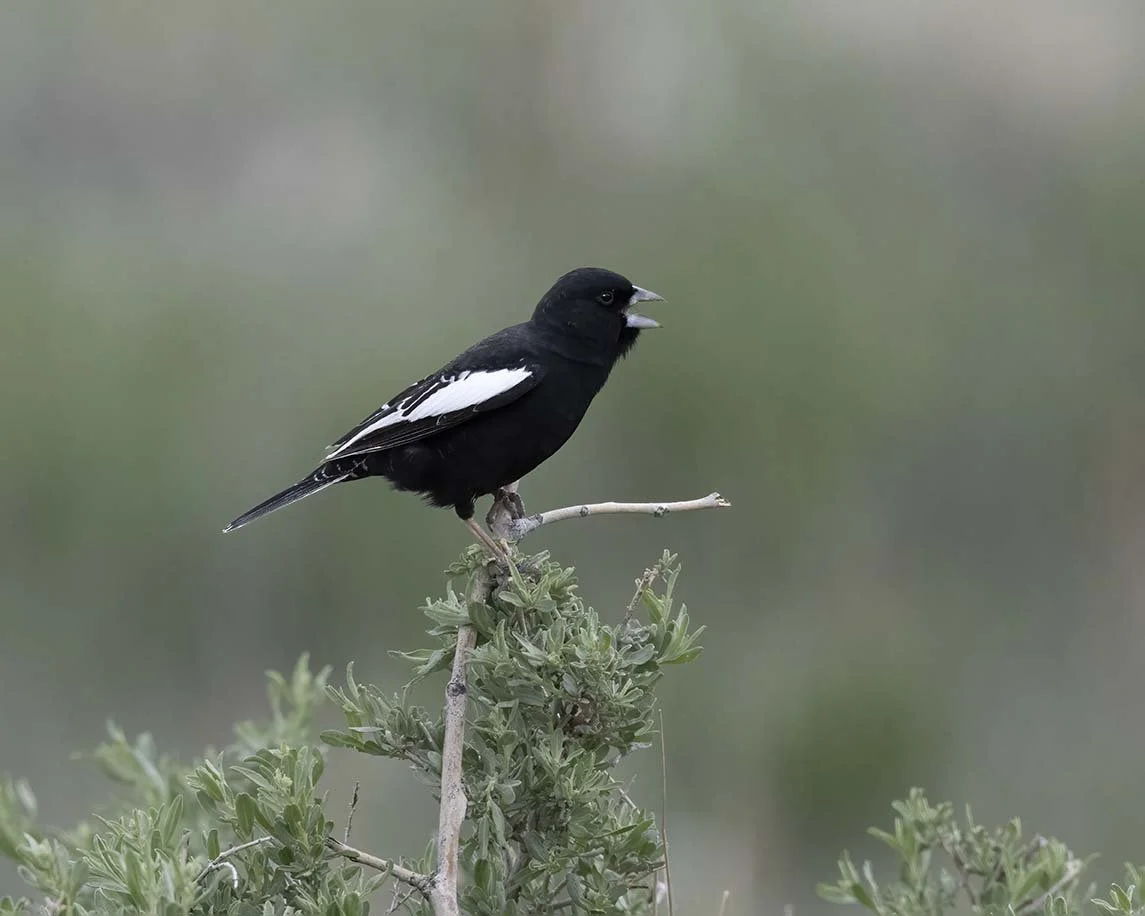 Lark_Bunting_Z093015.JPG