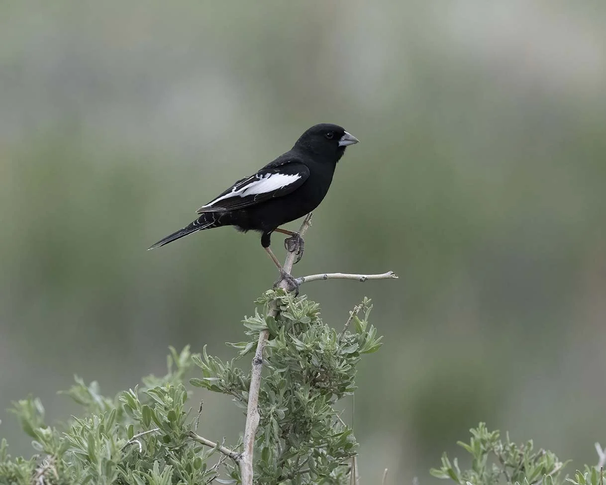 Lark_Bunting_Z093037.JPG