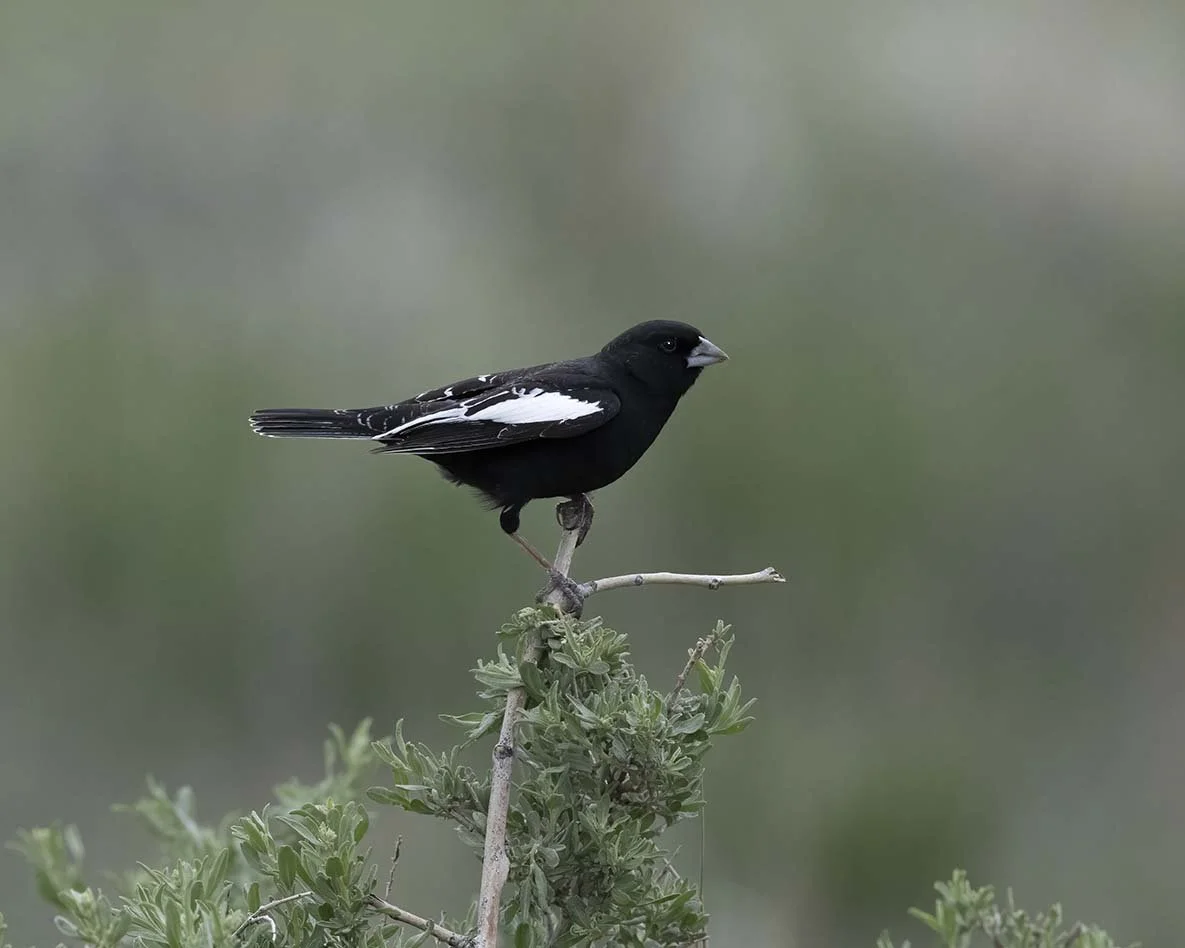 Lark_Bunting_Z093053.JPG