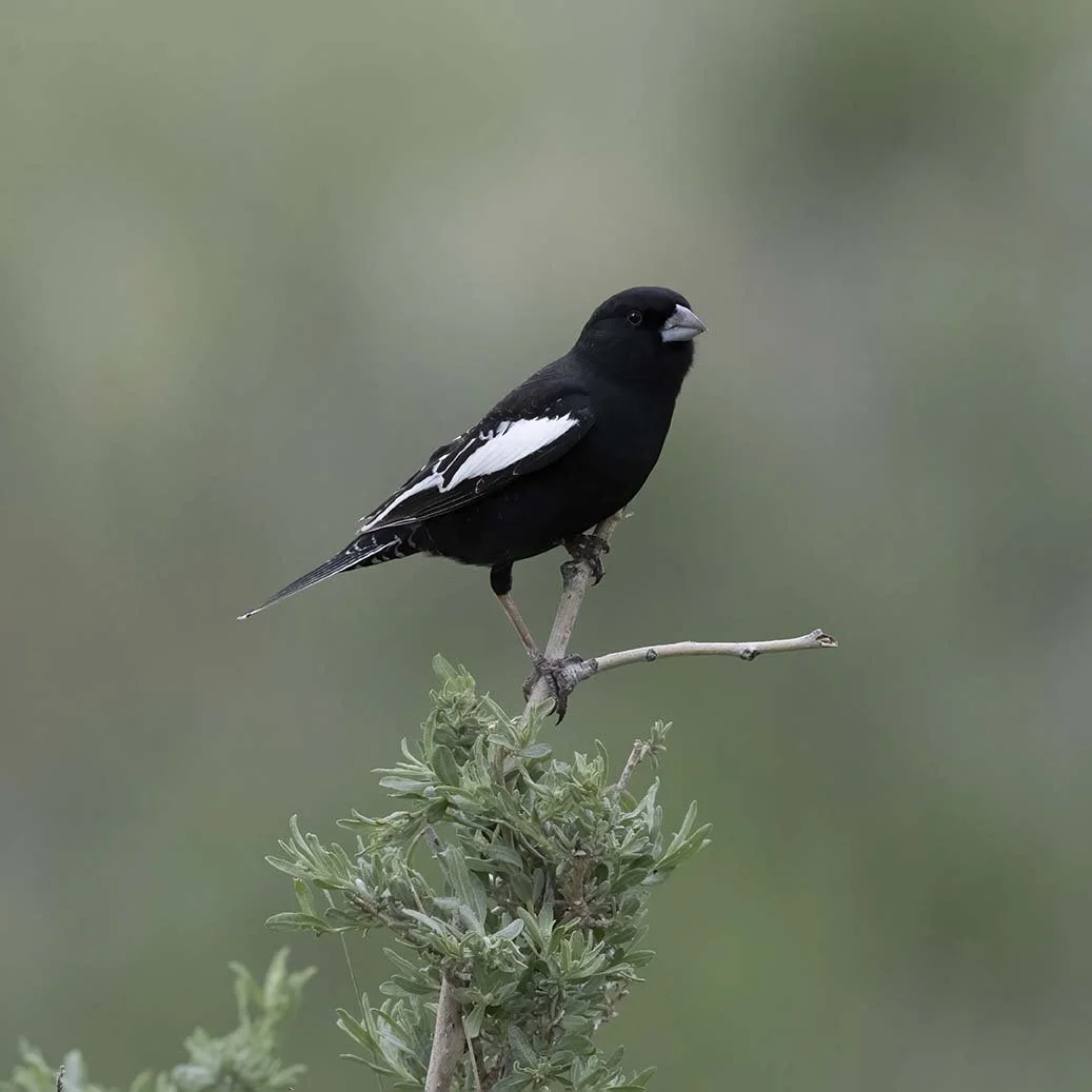 Lark_Bunting_Z093090.JPG