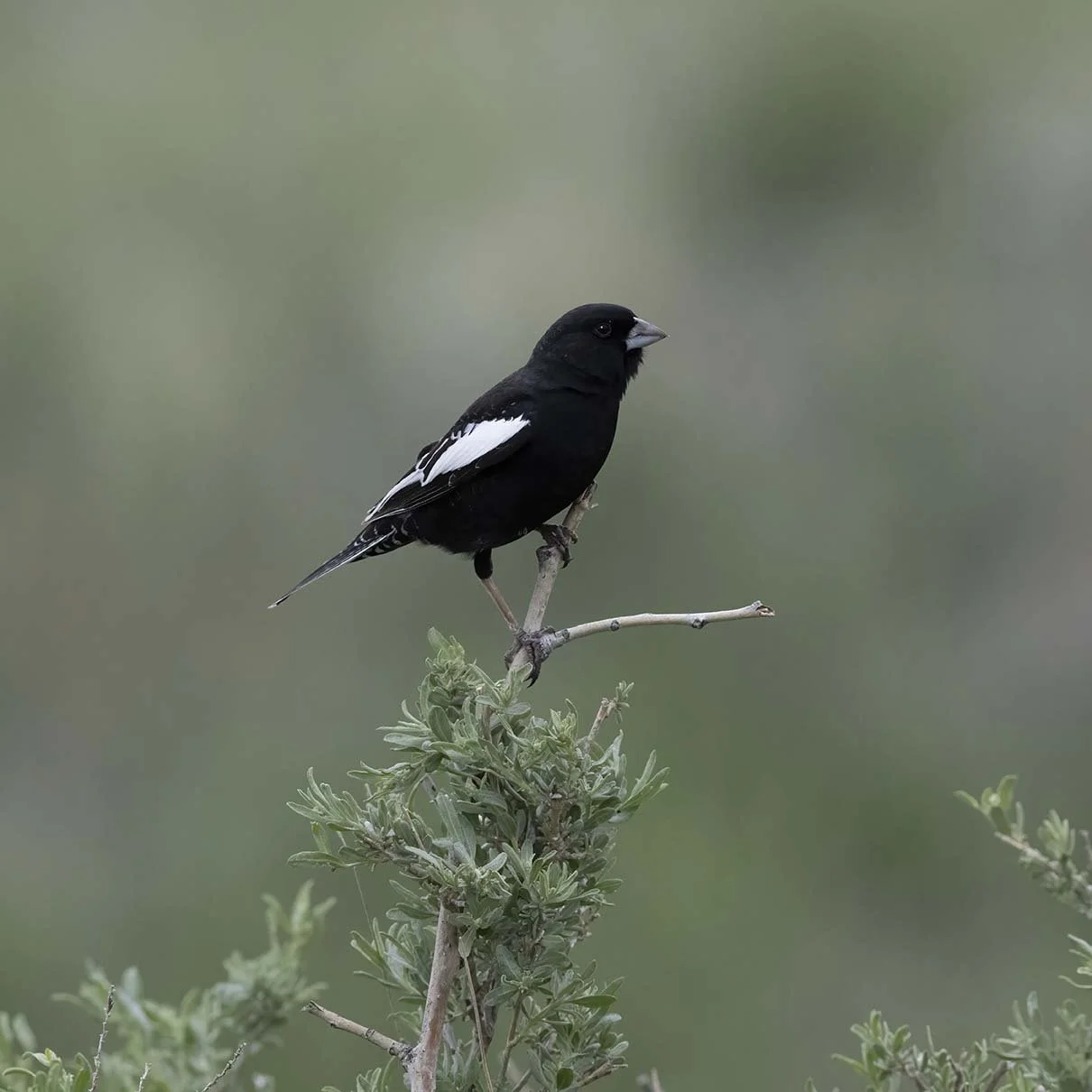 Lark_Bunting_Z093108.JPG
