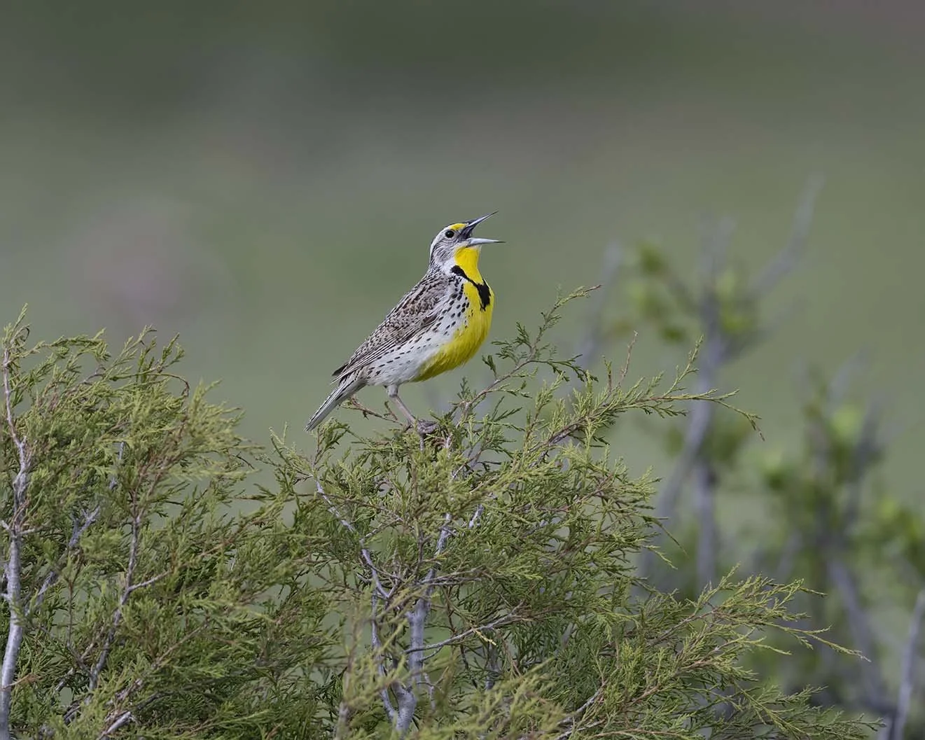 Western_Meadowlark_Z091874.JPG