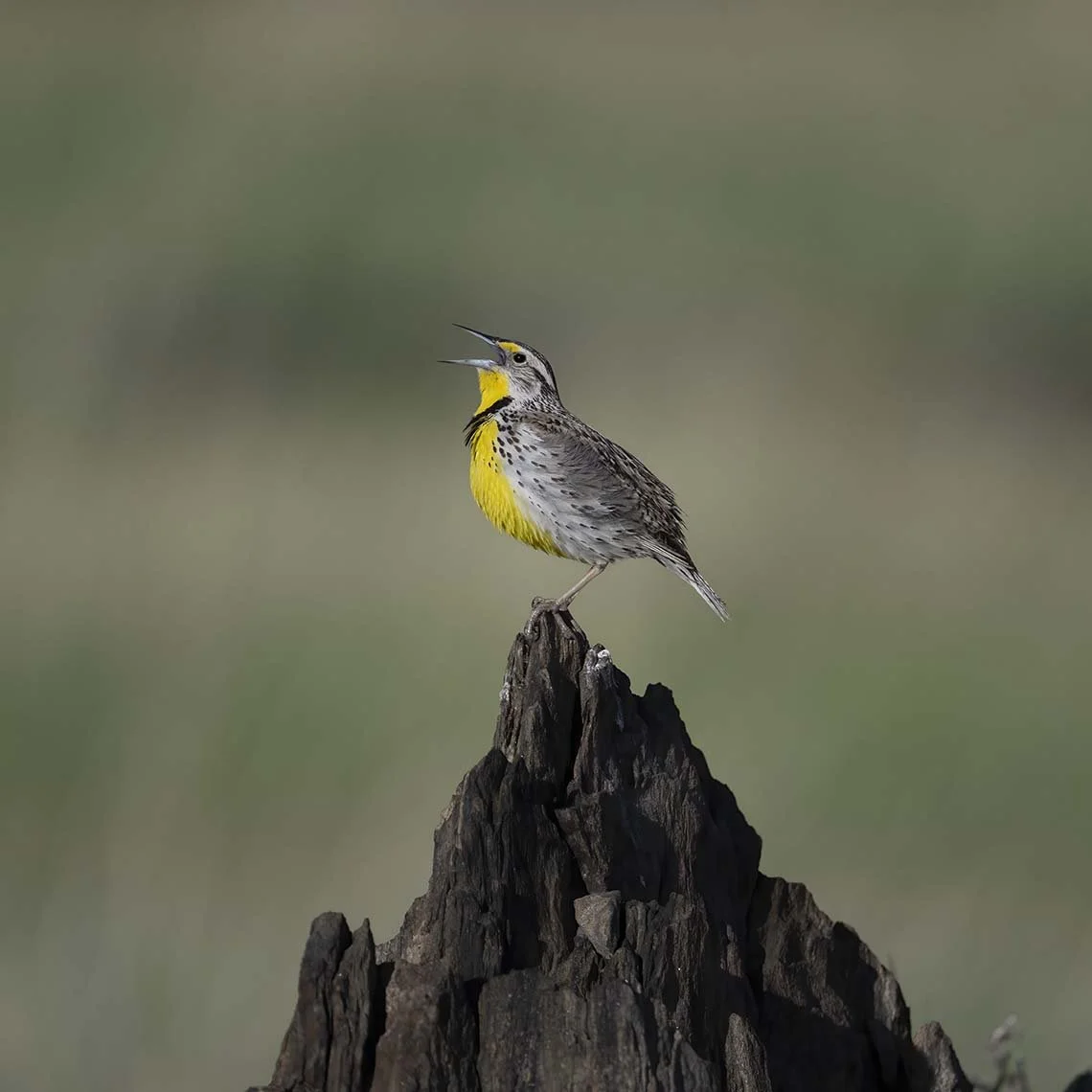 Western_Meadowlark_Z092164.JPG