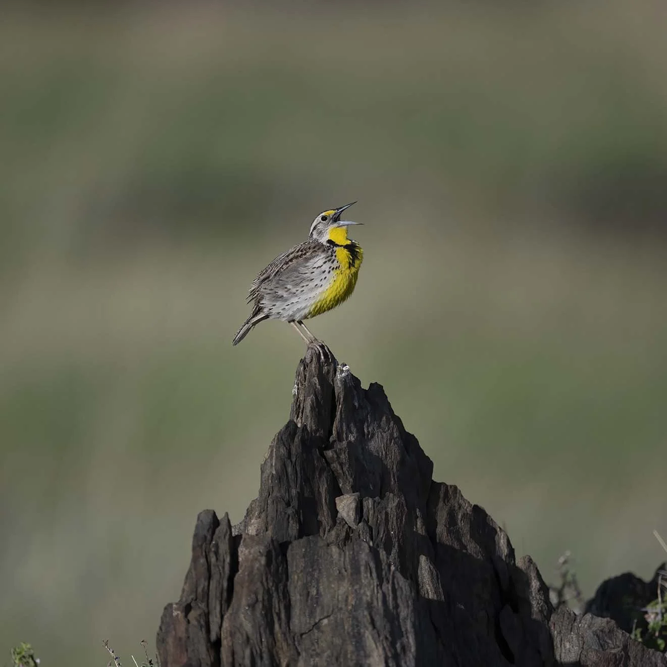 Western_Meadowlark_Z092212.JPG