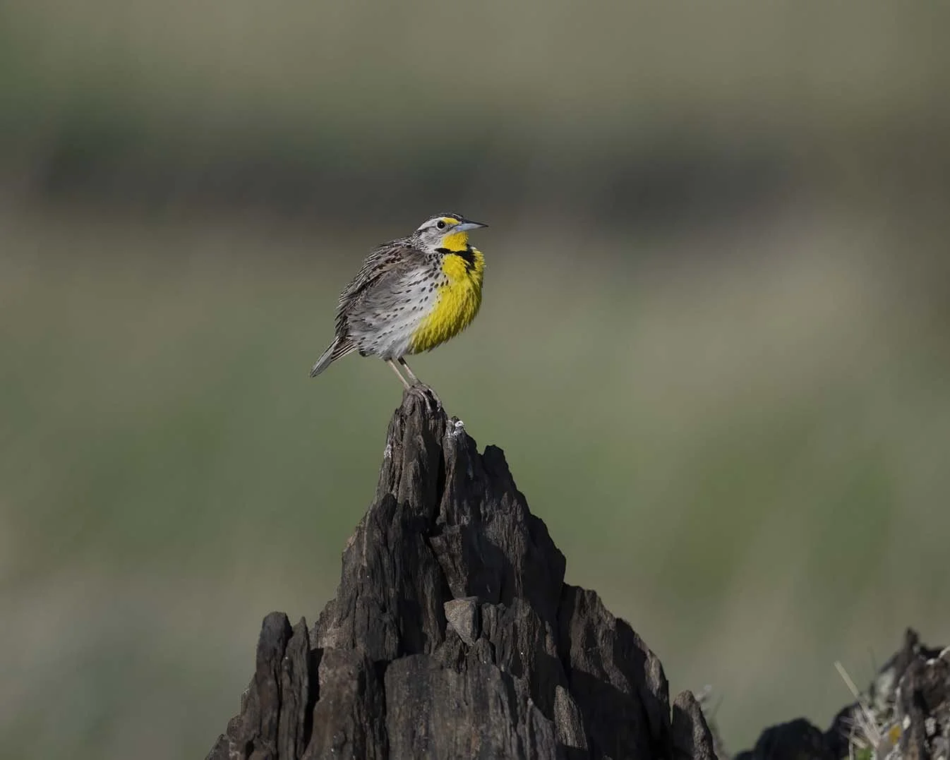 Western_Meadowlark_Z092228.JPG