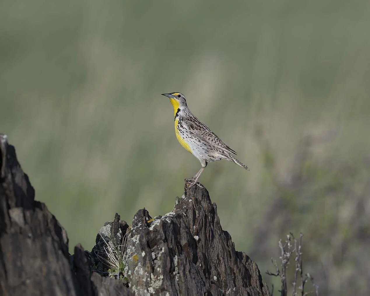 Western_Meadowlark_Z092266.JPG