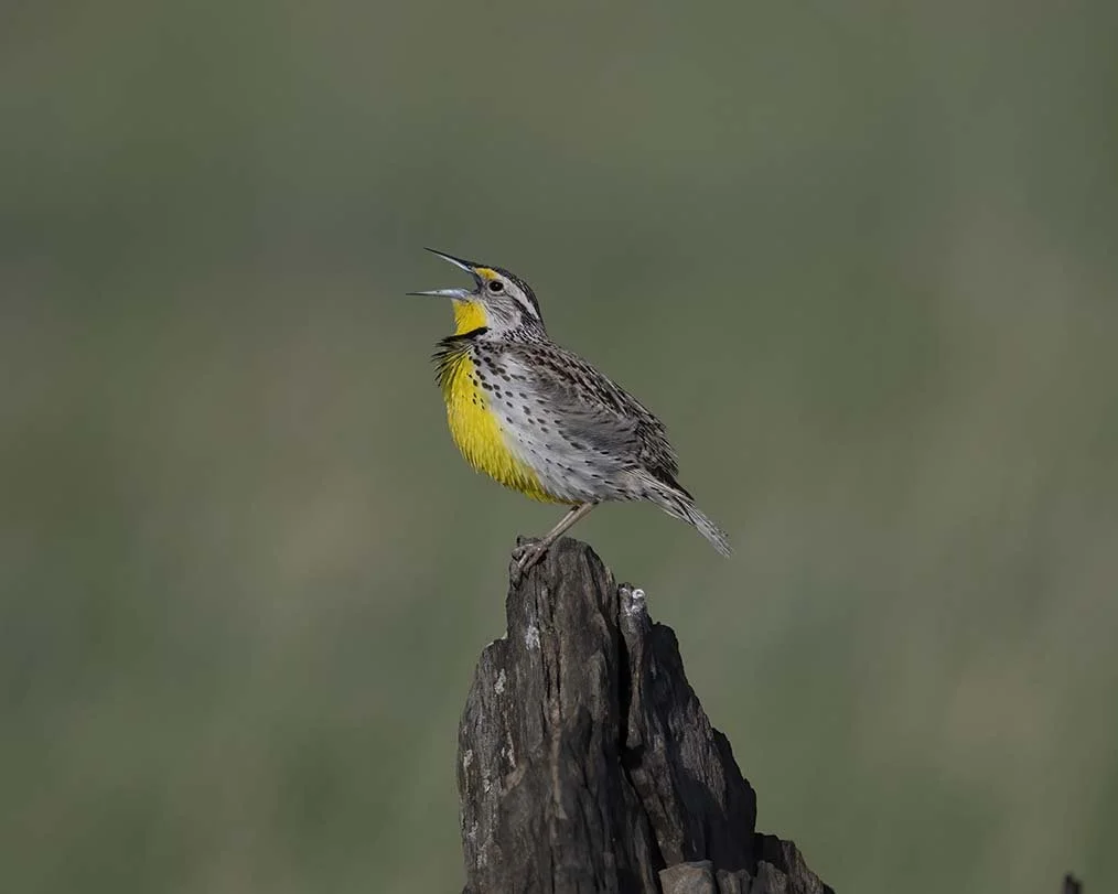 Western_Meadowlark_Z092302.JPG