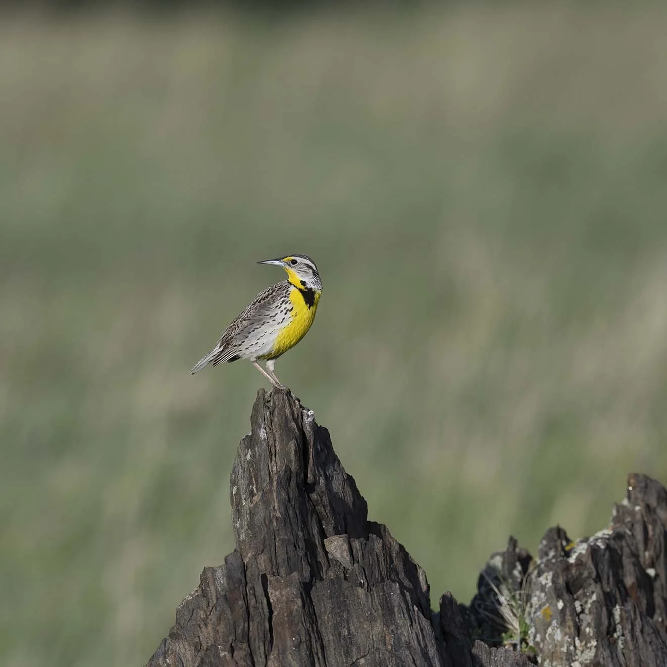 Western_Meadowlark_Z092356.JPG