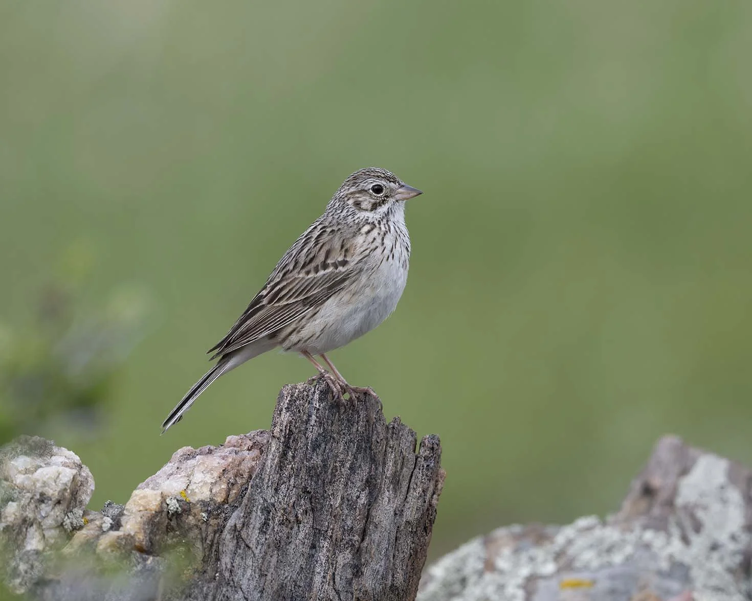 Vesper_Sparrow_Z091546.JPG
