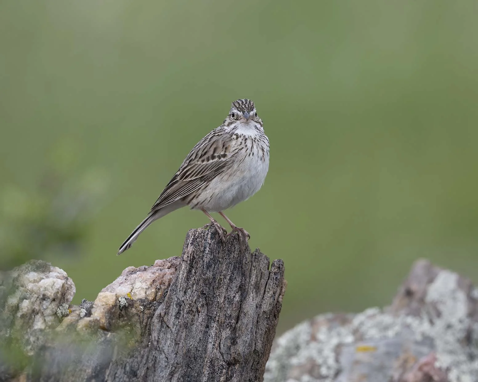 Vesper_Sparrow_Z091560.JPG