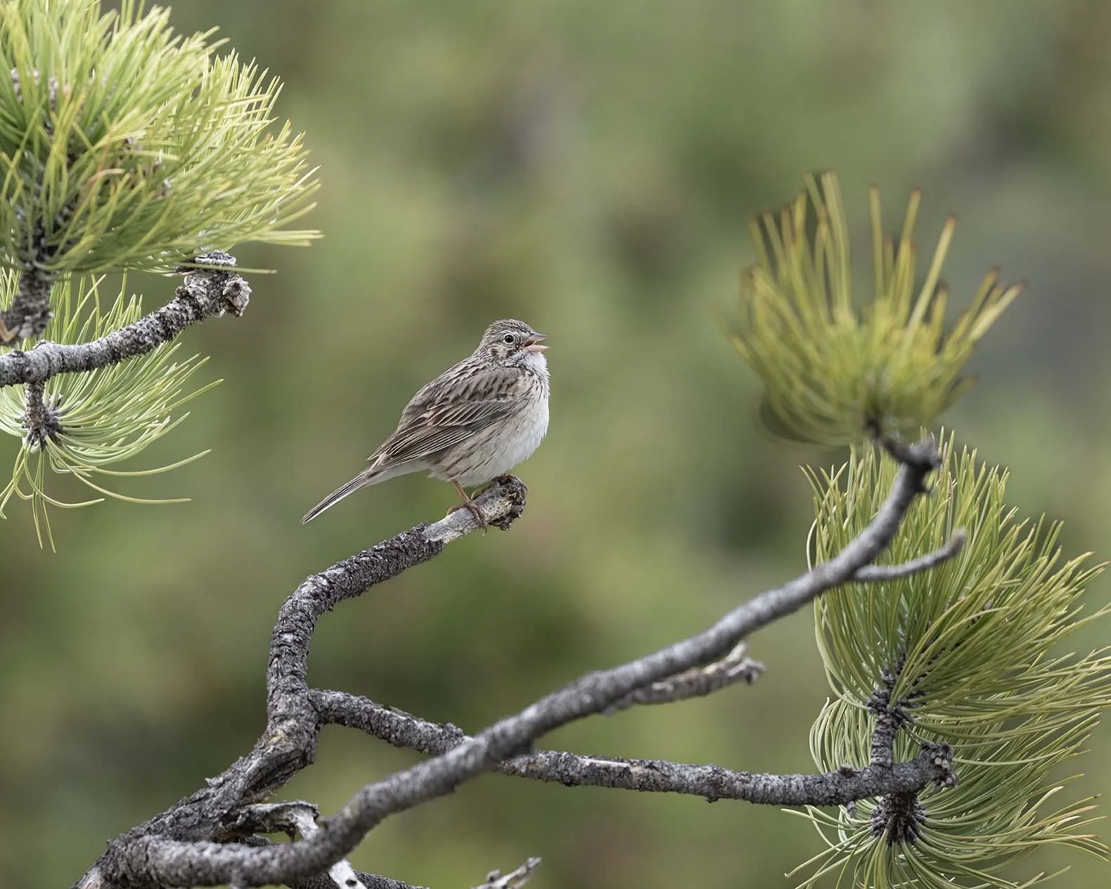 Vesper_Sparrow_Z091607.JPG