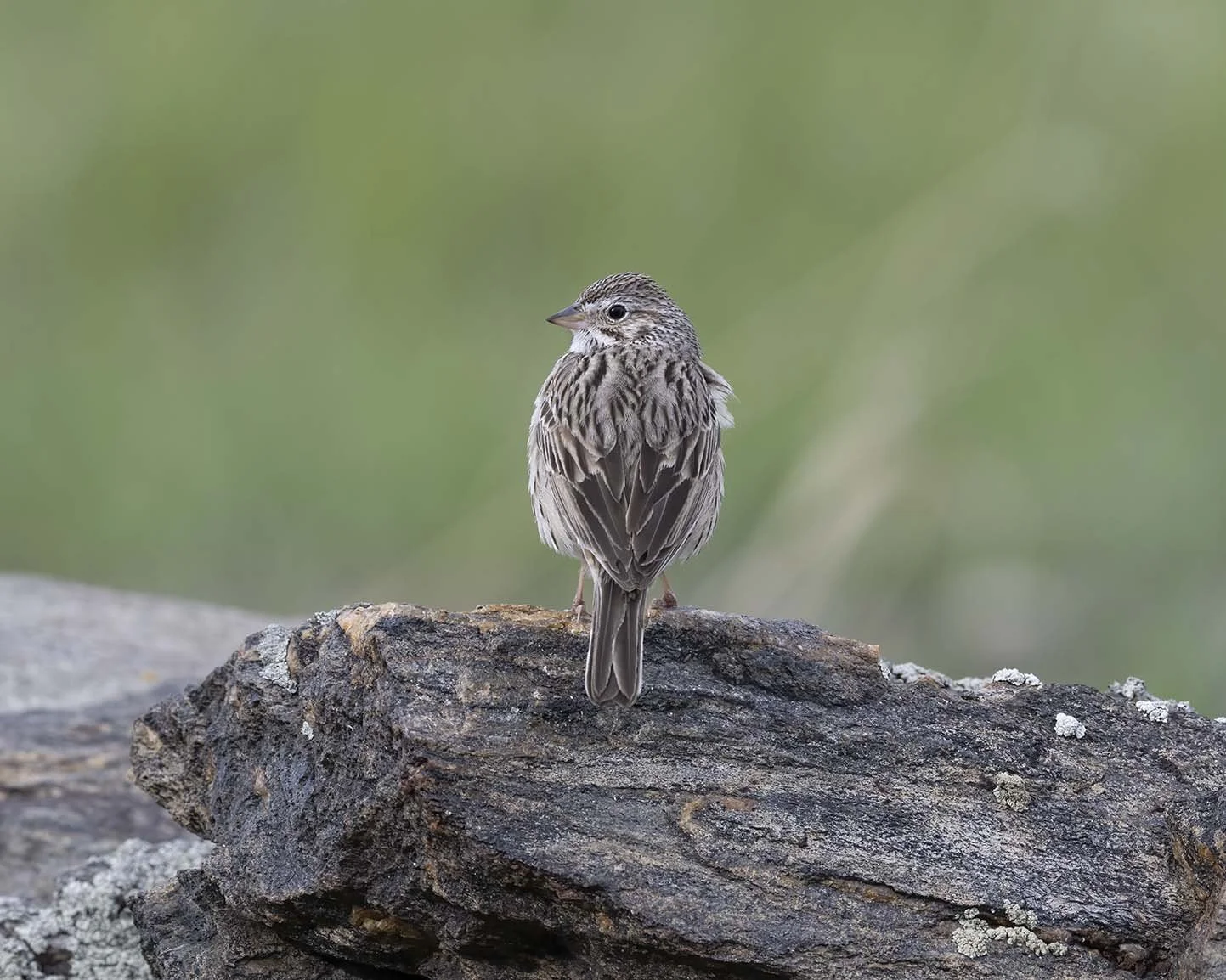 Vesper_Sparrow_Z091619.JPG
