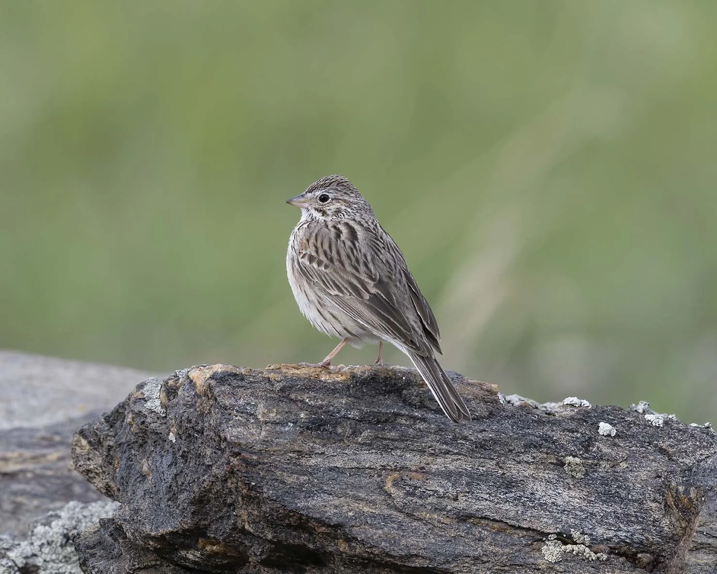 Vesper_Sparrow_Z091642.JPG