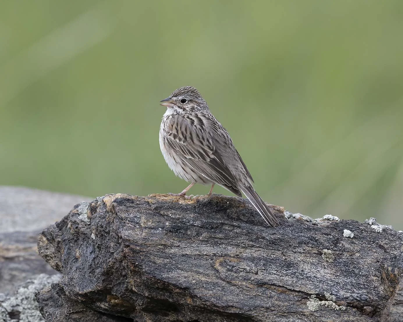 Vesper_Sparrow_Z091685.JPG