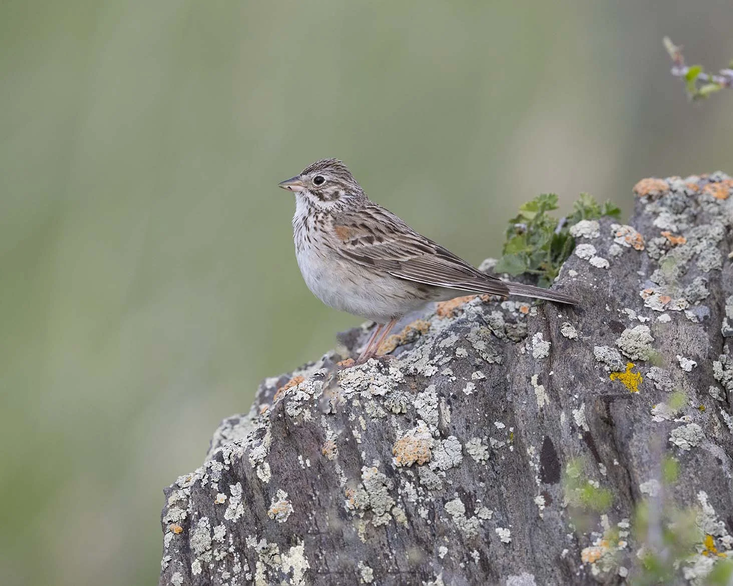 Vesper_Sparrow_Z091703.JPG