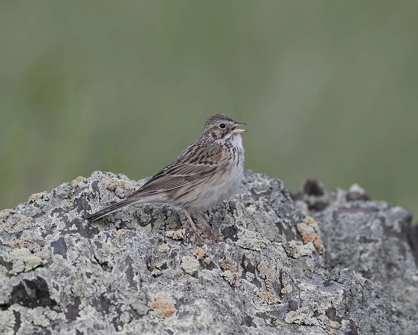 Vesper_Sparrow_Z091737.JPG