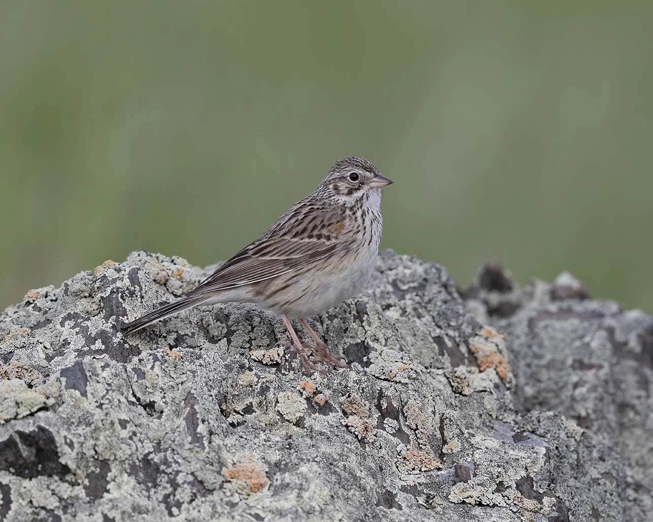 Vesper_Sparrow_Z091754.JPG