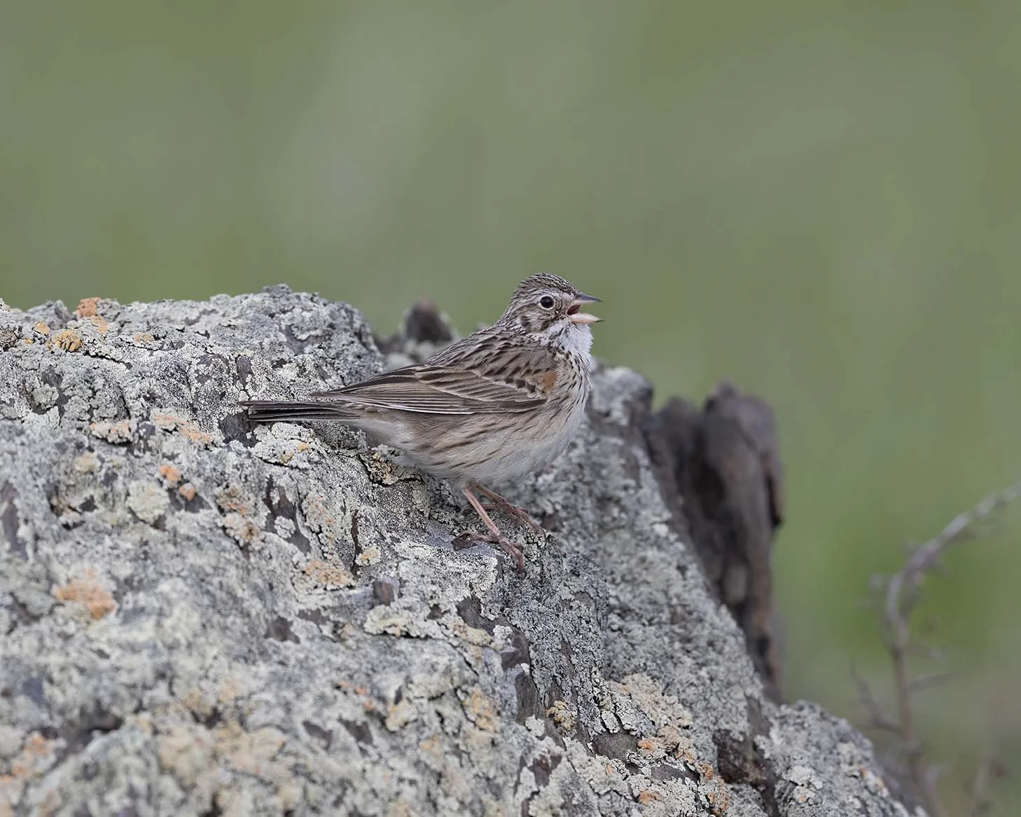 Vesper_Sparrow_Z091758.JPG