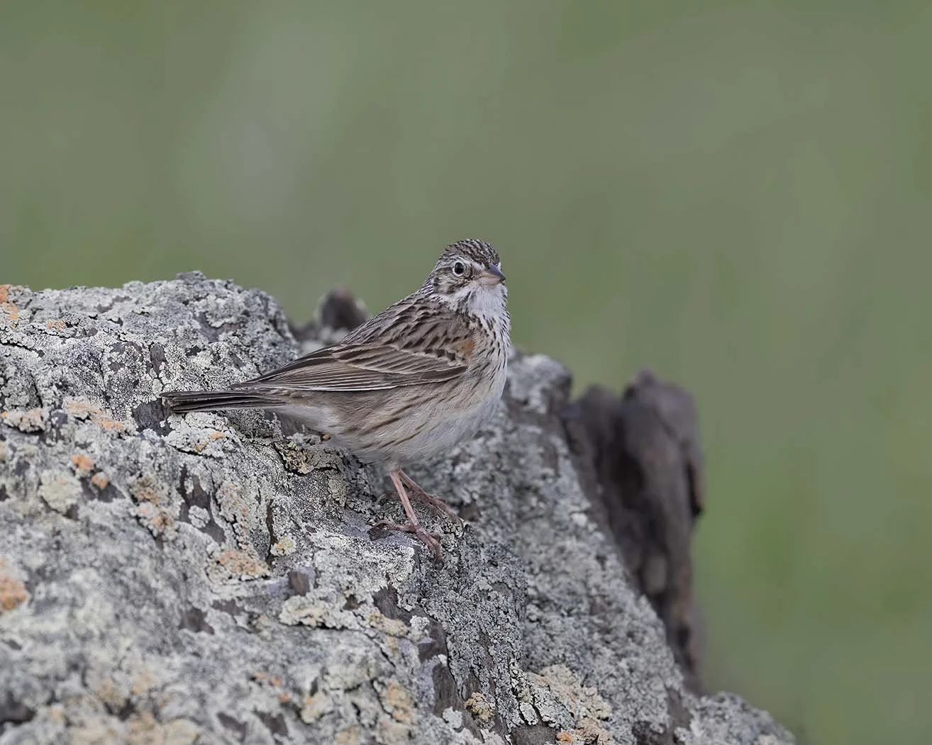 Vesper_Sparrow_Z091764.JPG