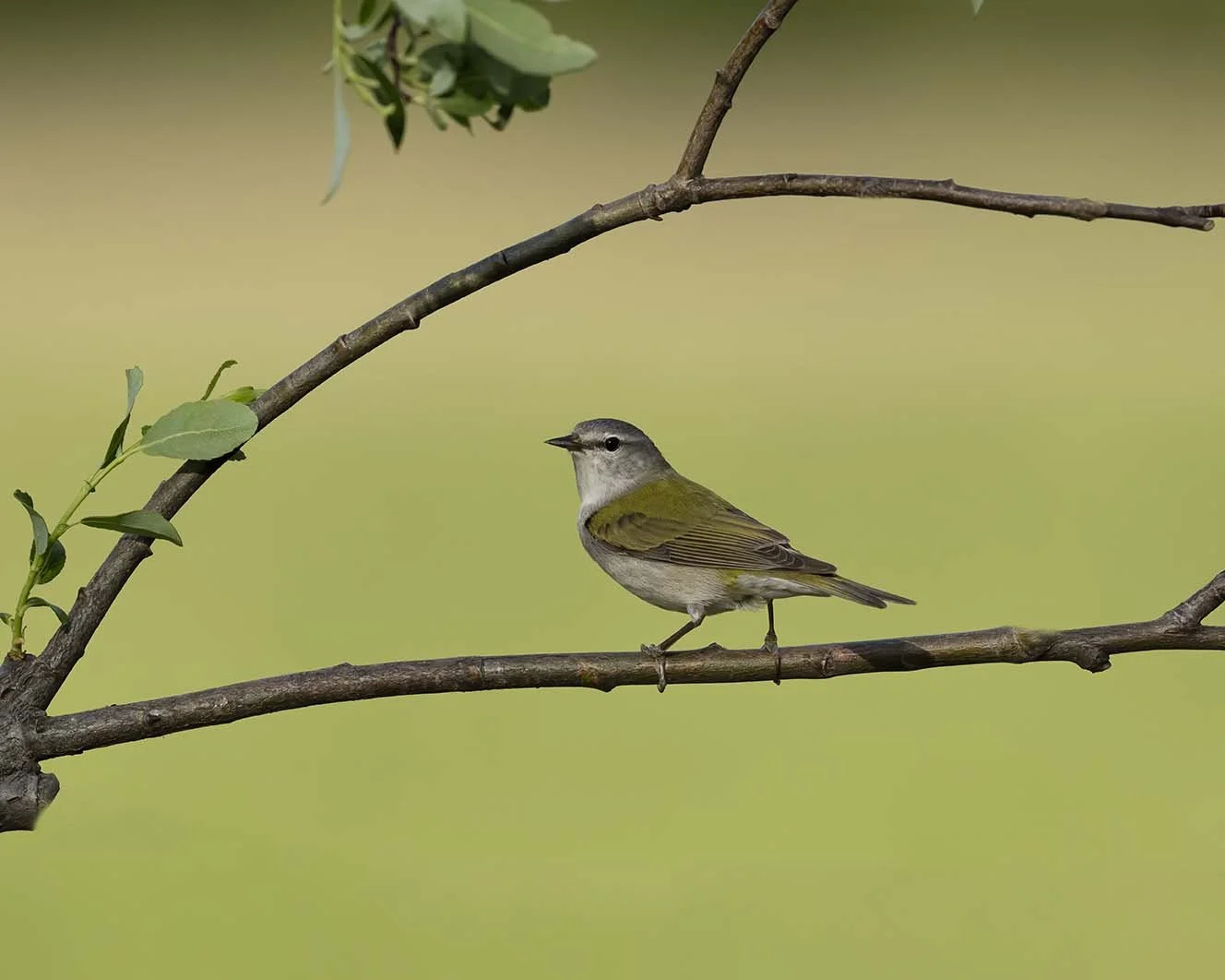 Tennessee_Warbler_Z090301.JPG