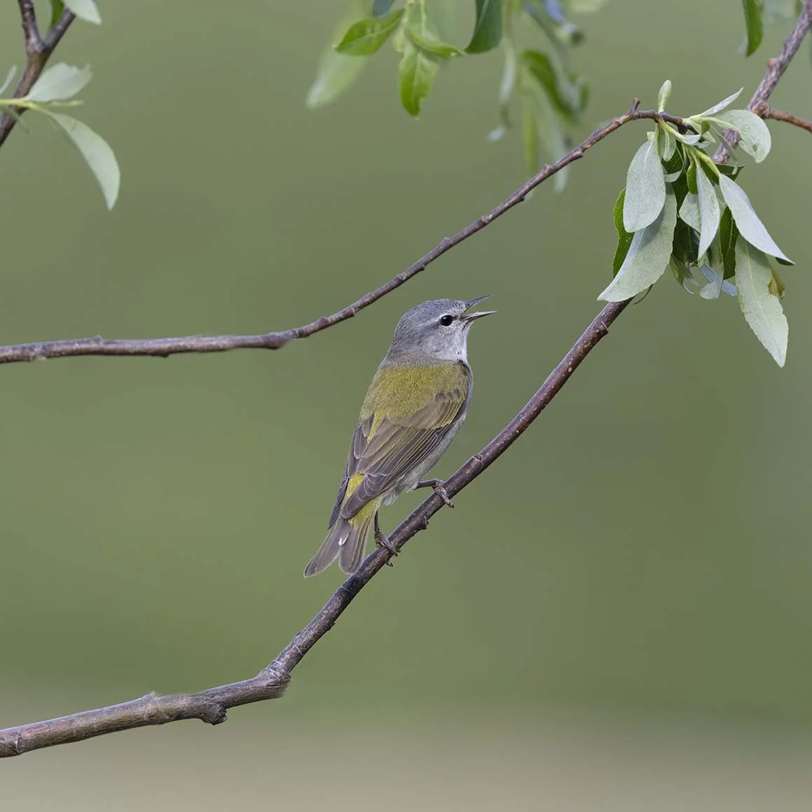 Tennessee_Warbler_Z090547.JPG