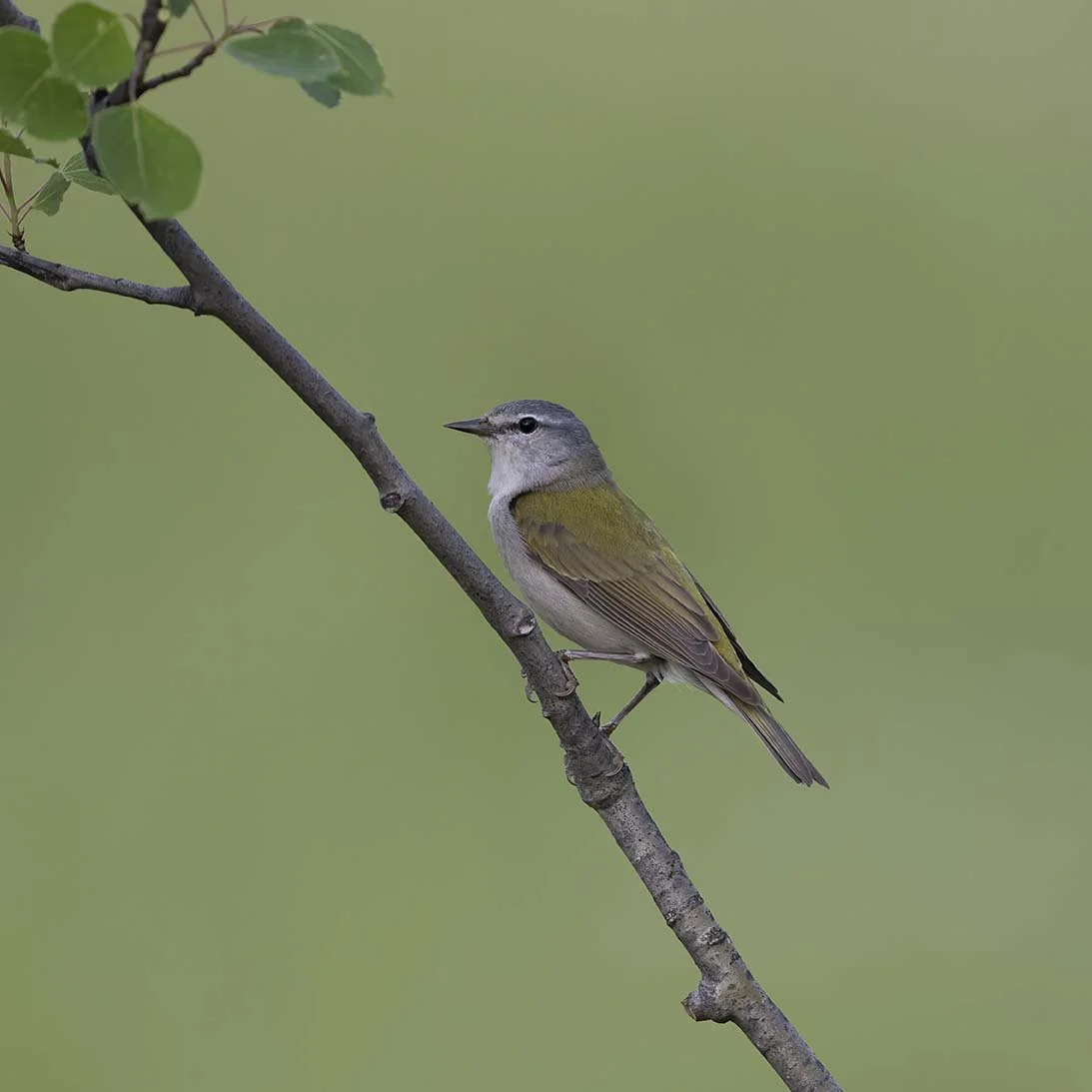 Tennessee_Warbler_Z090825.JPG