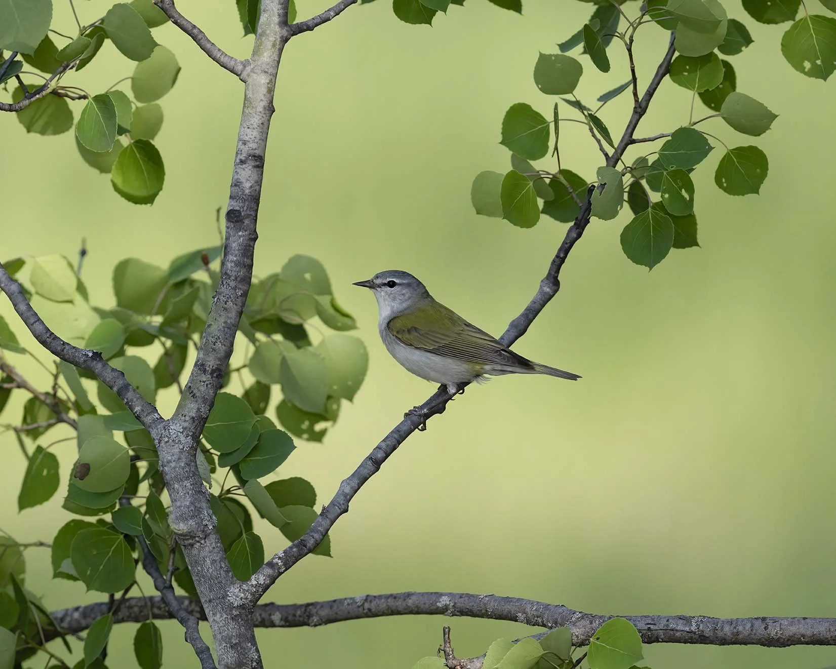 Tennessee_Warbler_Z099549.JPG