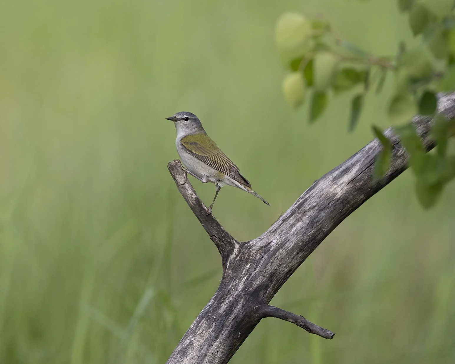 Tennessee_Warbler_Z099804.JPG