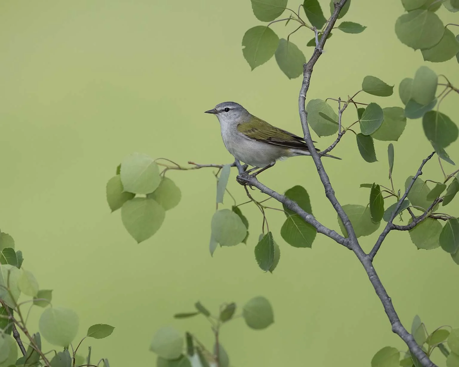 Tennessee_Warbler_Z099928.JPG