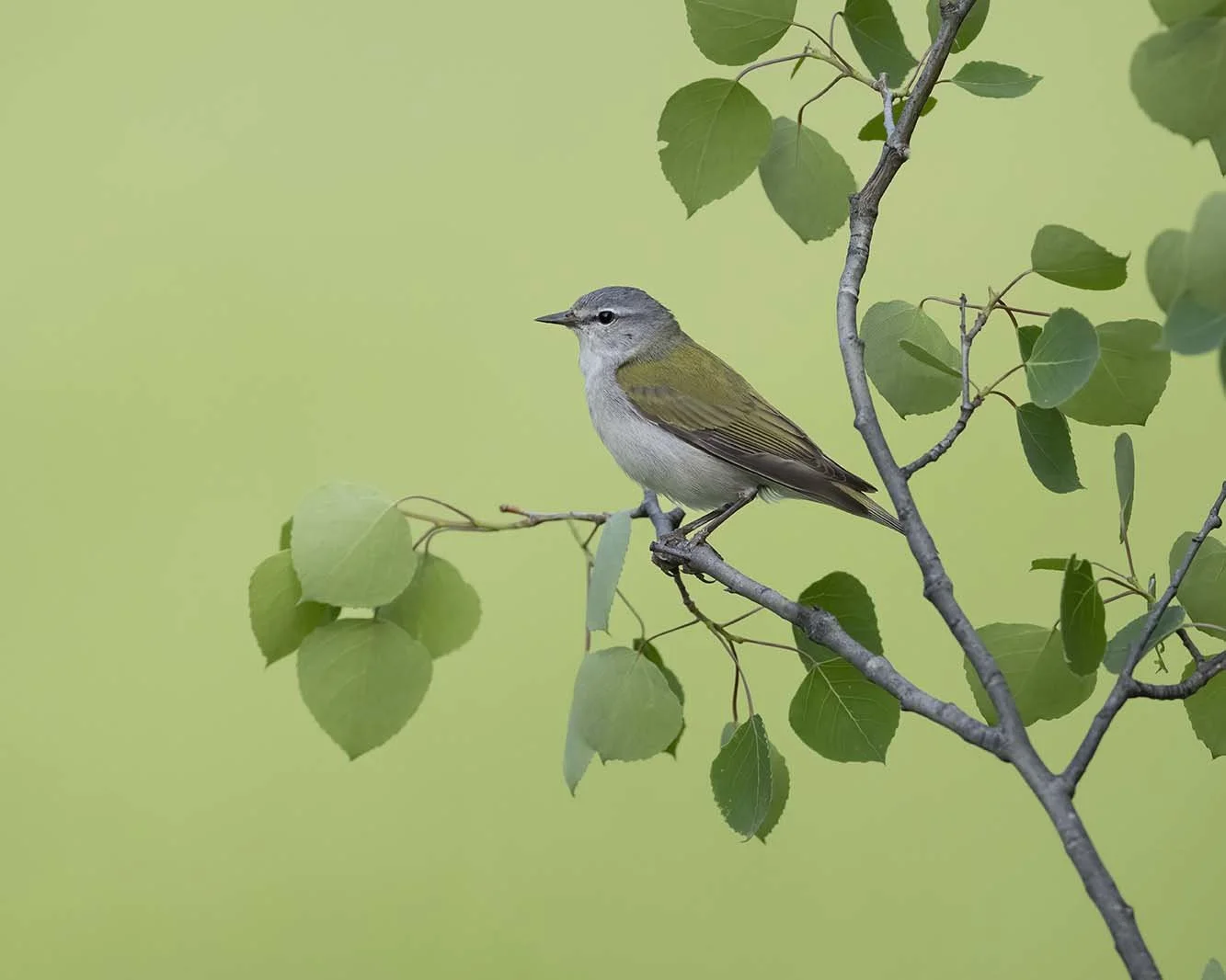 Tennessee_Warbler_Z099961.JPG