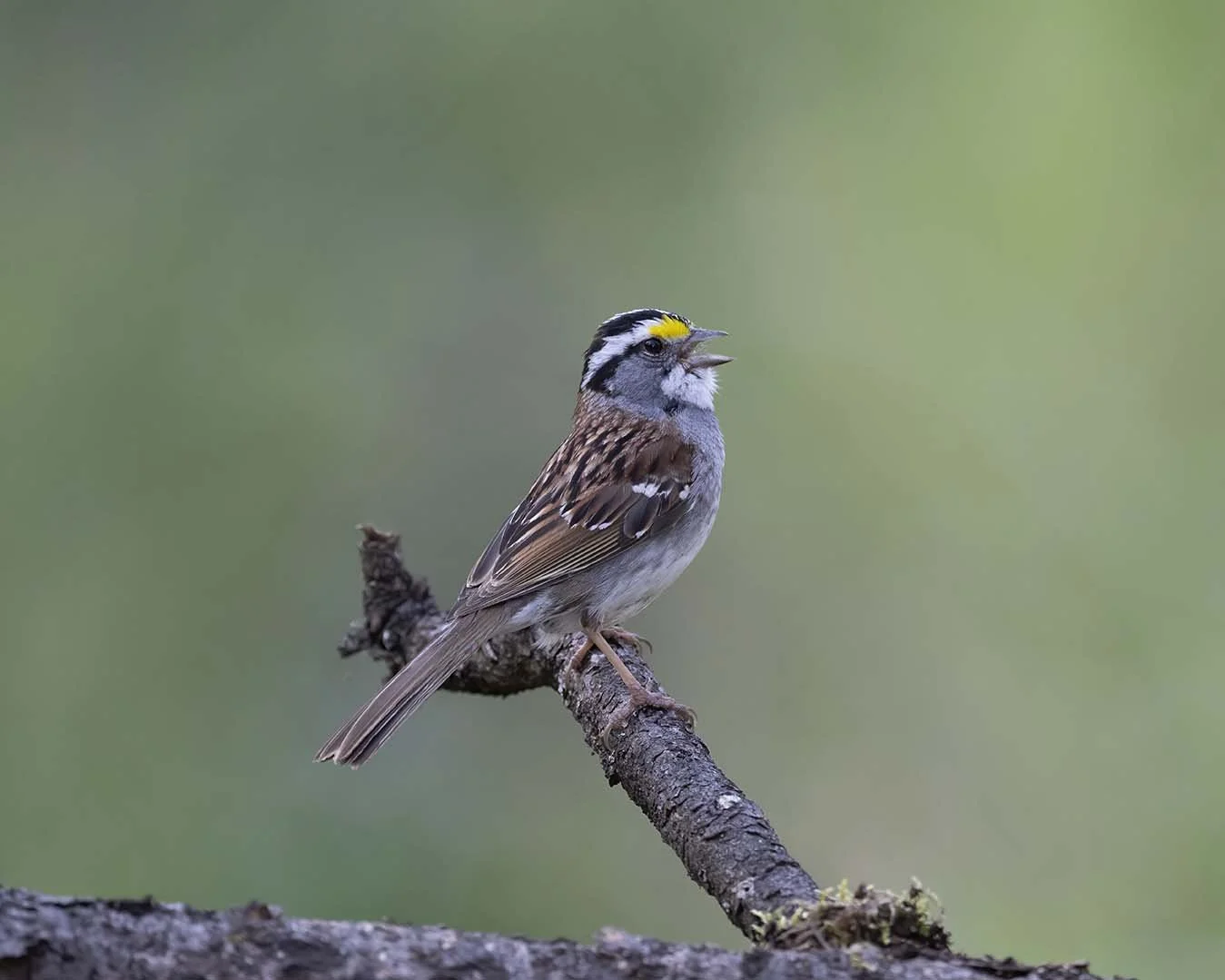 White-throated_Sparrow_Z092365.JPG