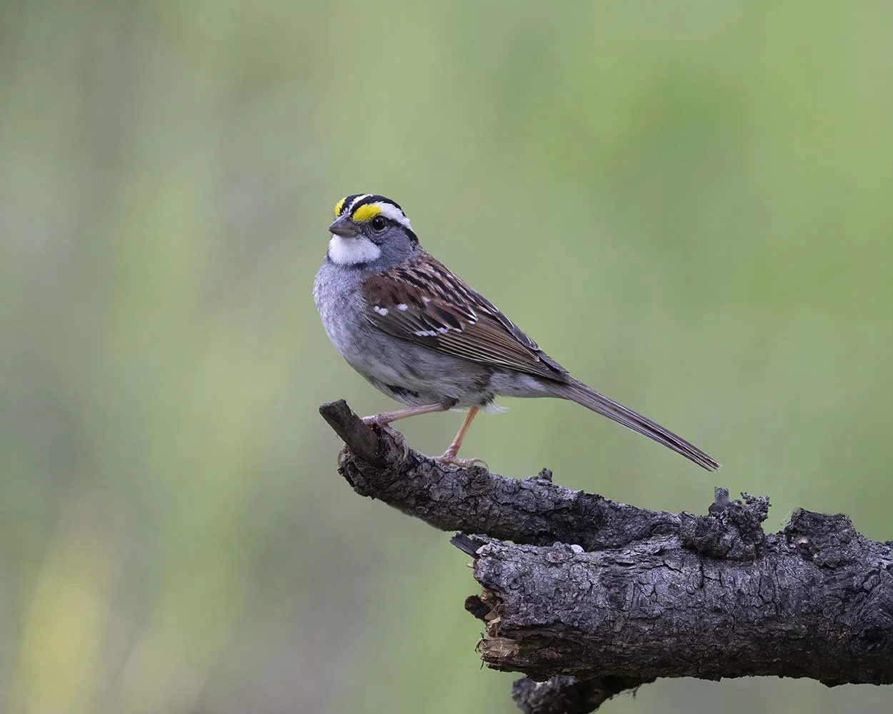 White-throated_Sparrow_Z092417.JPG