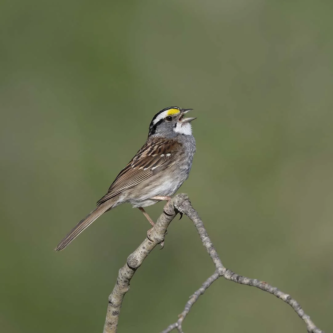 White-throated_Sparrow_Z098233.JPG