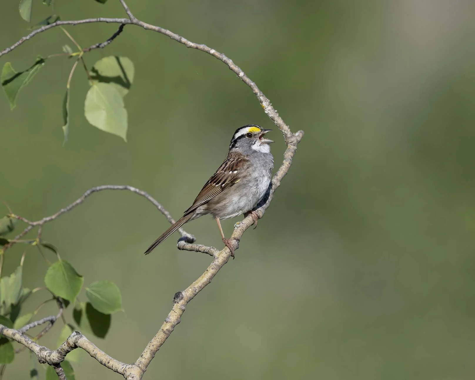 White-throated_Sparrow_Z098405.JPG