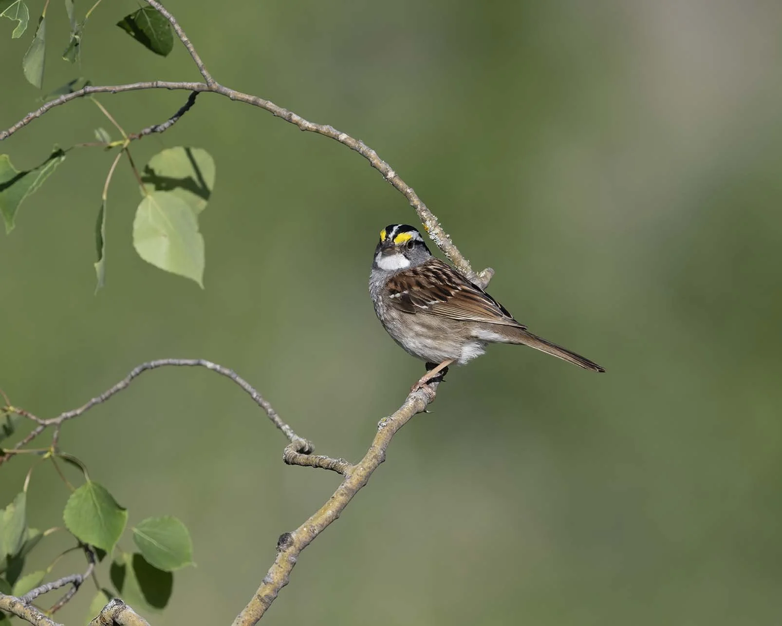 White-throated_Sparrow_Z098427.JPG