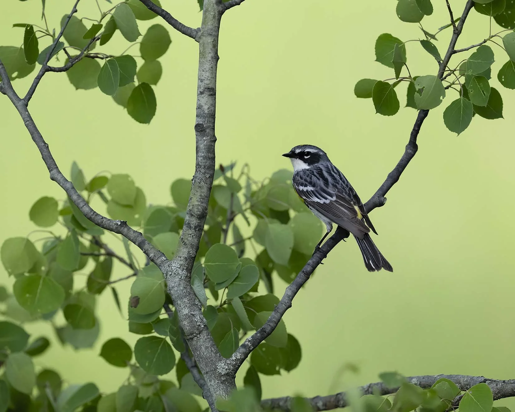 Yellow-rumped_Warbler_Z090066.JPG