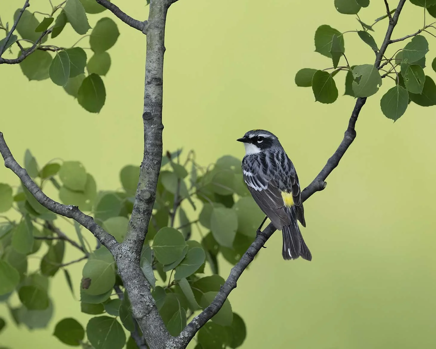 Yellow-rumped_Warbler_Z090080.JPG