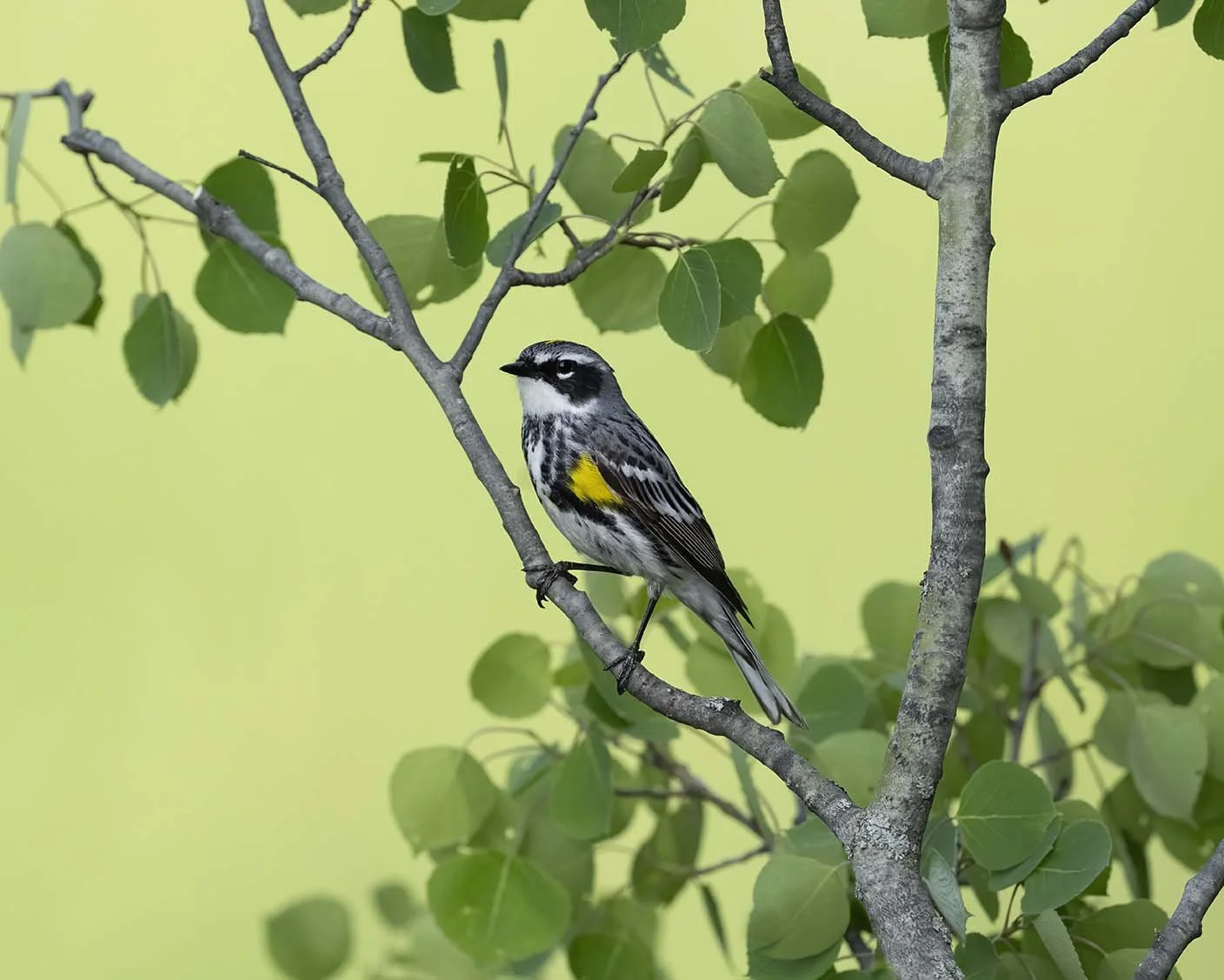 Yellow-rumped_Warbler_Z090099.JPG