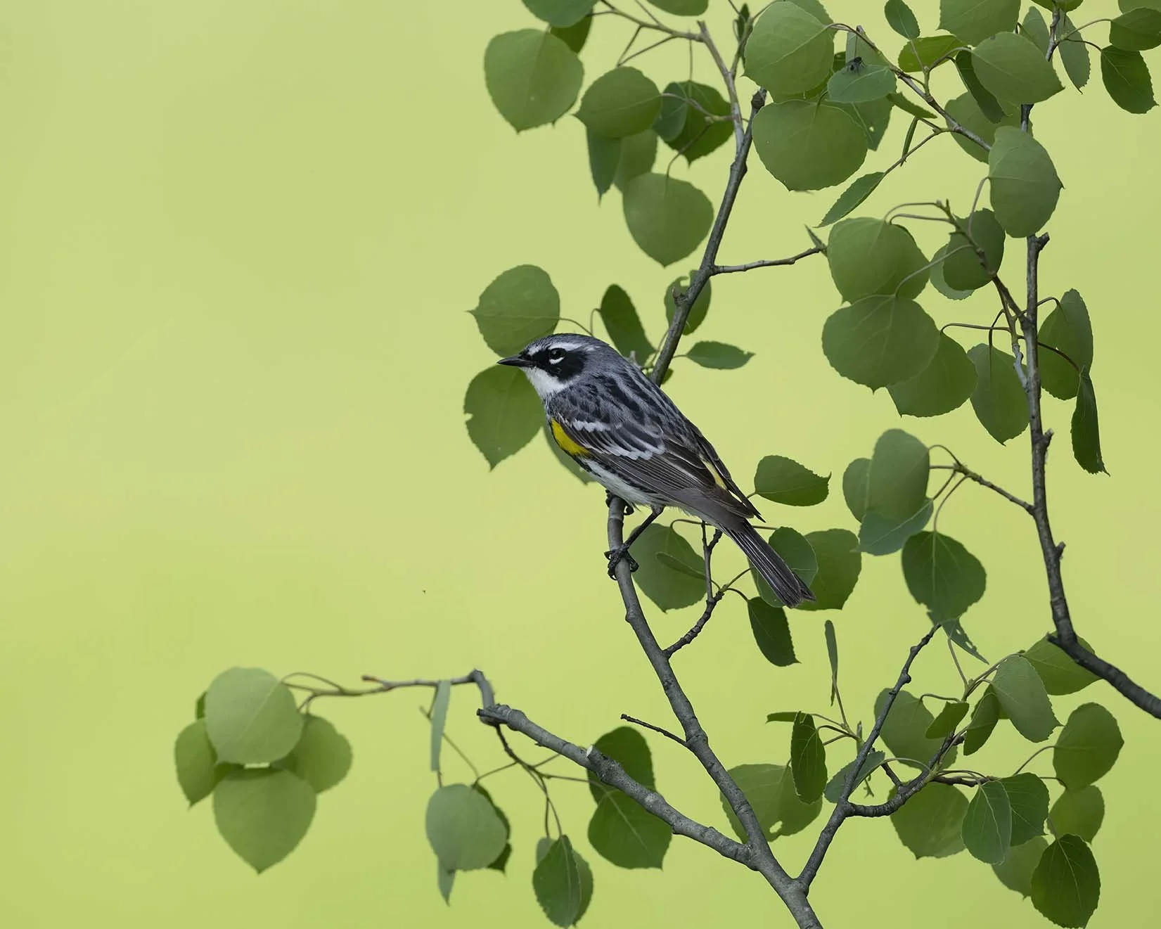 Yellow-rumped_Warbler_Z090150.JPG