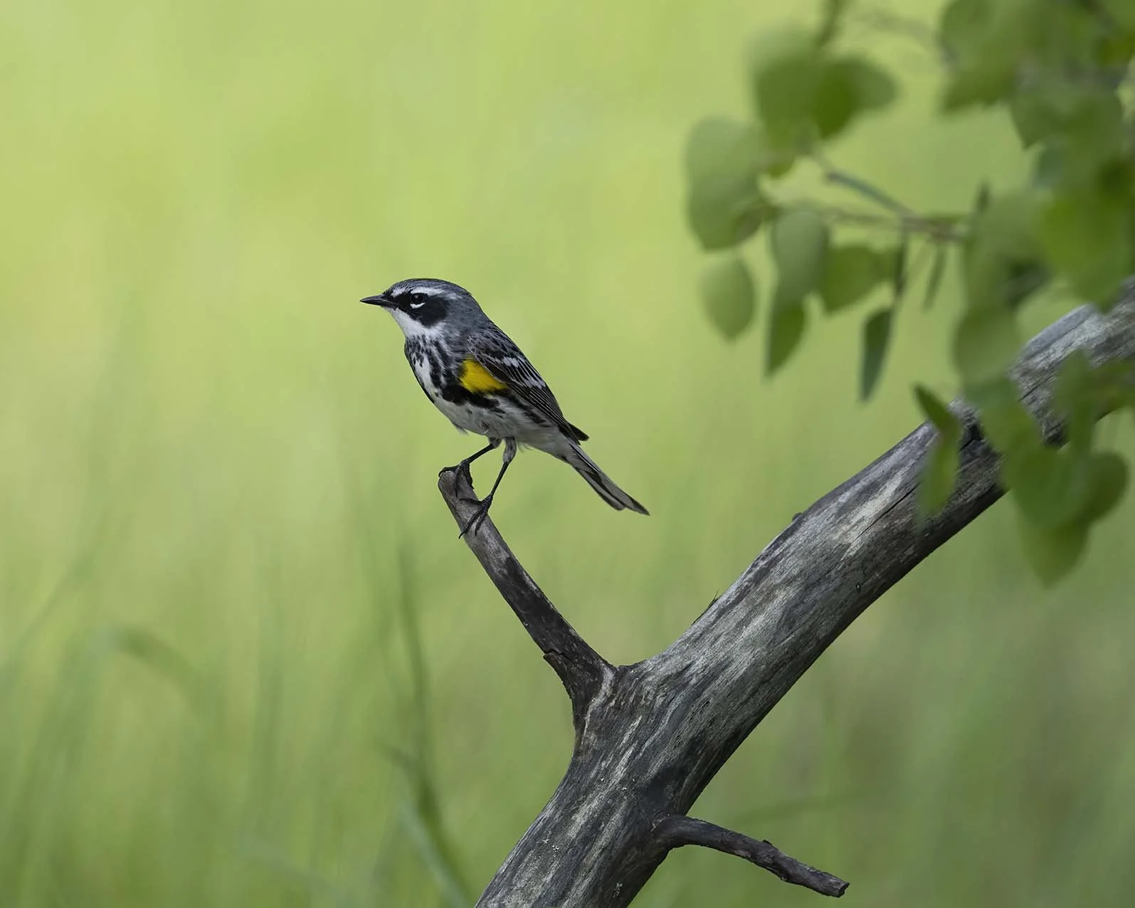 Yellow-rumped_Warbler_Z090185.JPG
