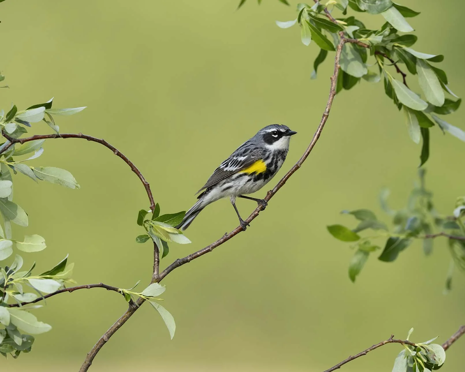 Yellow-rumped_Warbler_Z090235.JPG
