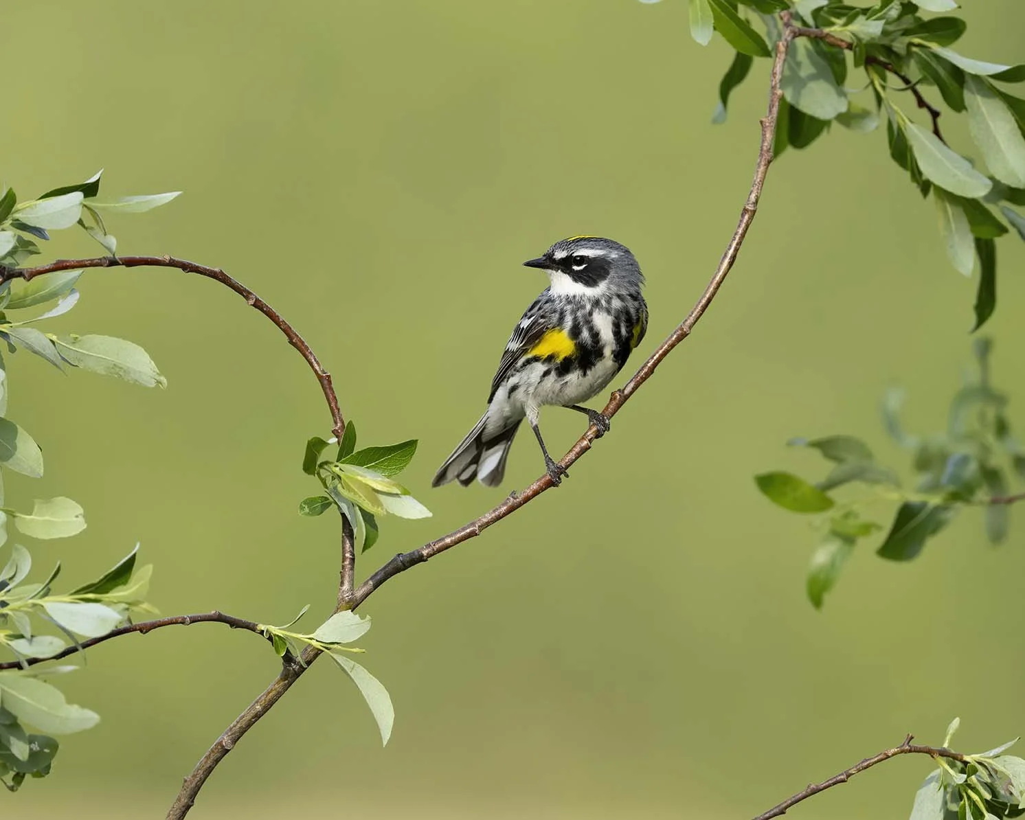 Yellow-rumped_Warbler_Z090239.JPG