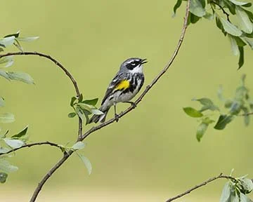 Yellow-rumped_Warbler_Z090248.JPG