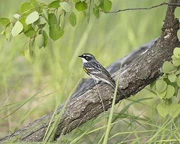 Yellow-rumped_Warbler_Z090265.JPG